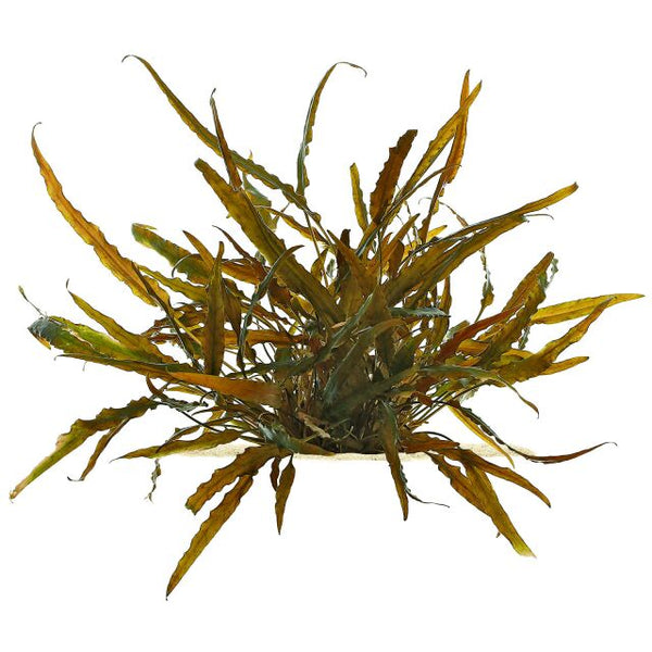 Cryptocoryne axelrodi - Immersed Potted Plant