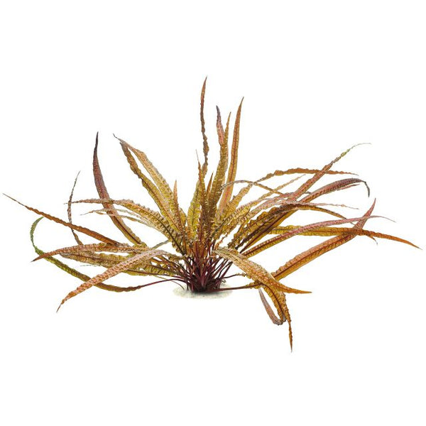 Cryptocoryne balansae - Terrarium Plant