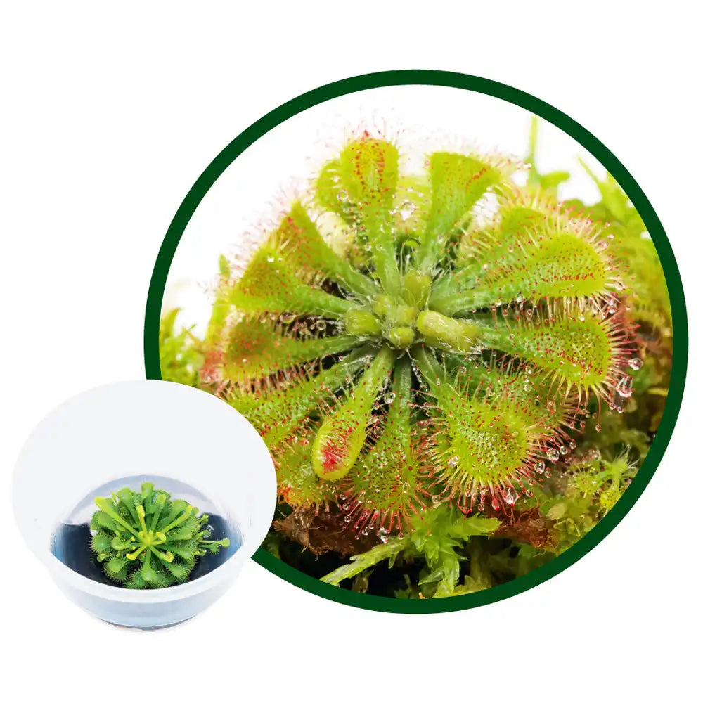 ADA JUNGLE Drosera spatulata / Carnivorous Terrarium Plant – Aqua House