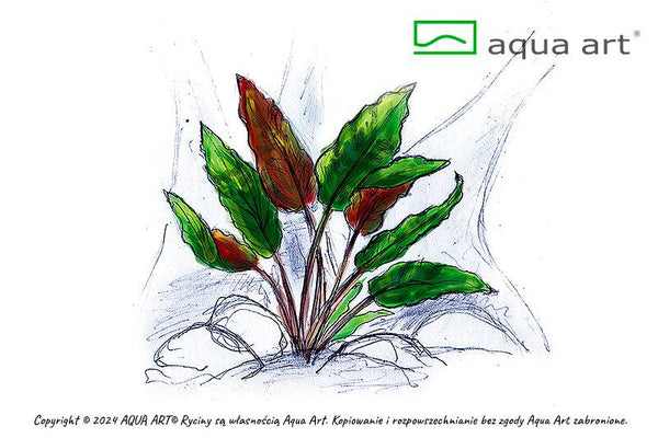 AQUA ART Cryptocoryne wendtii 'Mi Oya'