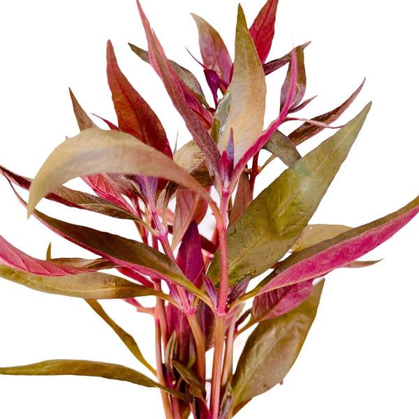 Alternanthera Reineckii 'Lilacina' - Immersed Potted Plant