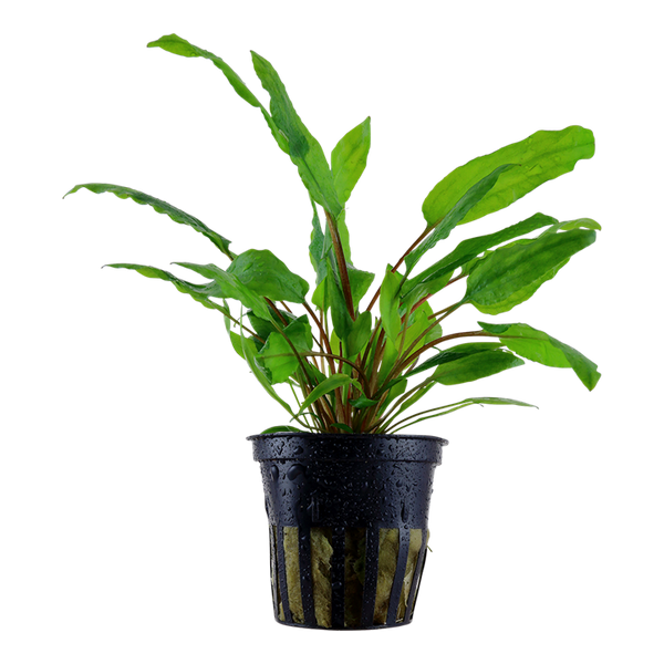 Cryptocoryne wendtii 'Green' - Terrarium Plant