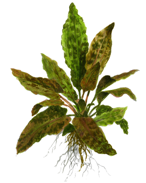 Cryptocoryne wendtii 'Tropica'- Immersed Potted Plant