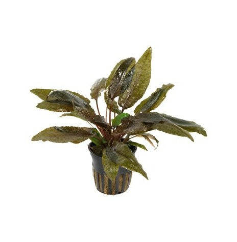 Cryptocoryne wendtii 'Mi Oya' - Terrarium Plant