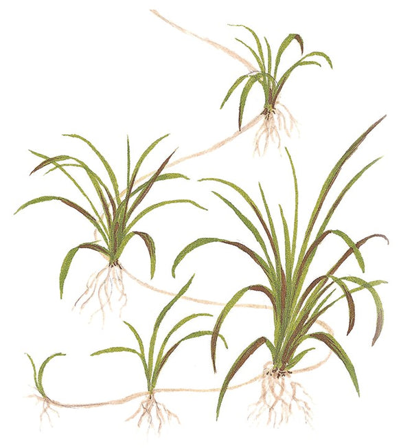 Helanthium tenellum - Immersed Potted Plant