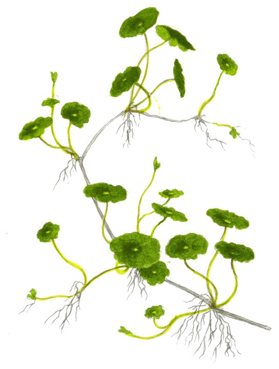 Hydrocotyle verticillata - Immersed Potted Plant