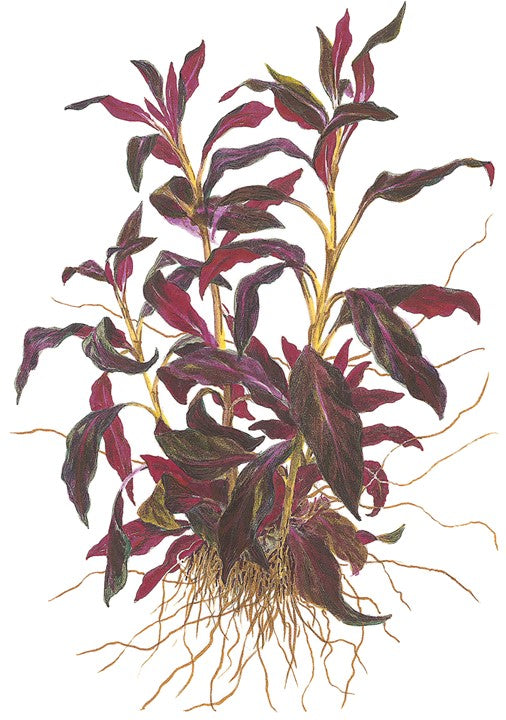 Ludwigia glandulosa - Immersed Potted Plant