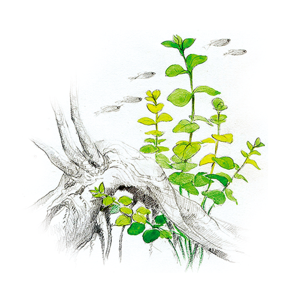 Lysimachia nummularia - Immersed Potted Plant