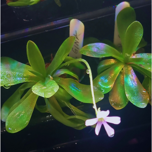 Pinguicula ‘Gina’ - Carnivorous Terrarium Plant