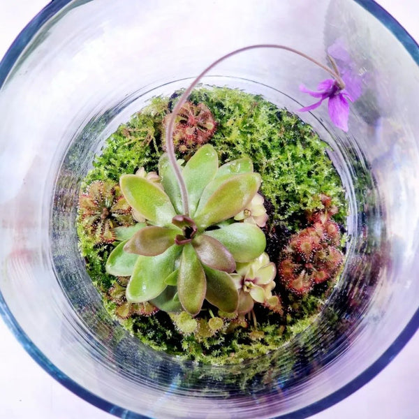 Pinguicula ‘Red Starfish’ - Carnivorous Terrarium Plant