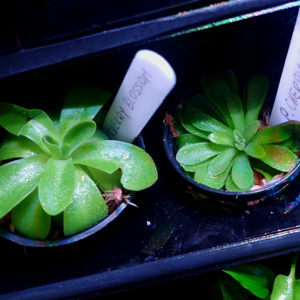 Pinguicula 'Cherry Blossom' - Carnivorous Terrarium Plant