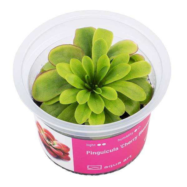 AQUA ART Pinguicula 'Cherry Blossom'