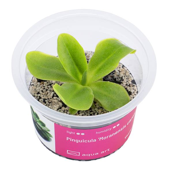 AQUA ART Pinguicula 'Moranensis Carow'