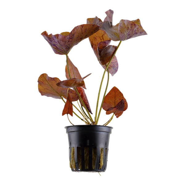 Nymphaea zenkeri ‘Red Tiger Lotus’ - Immersed Potted Plant