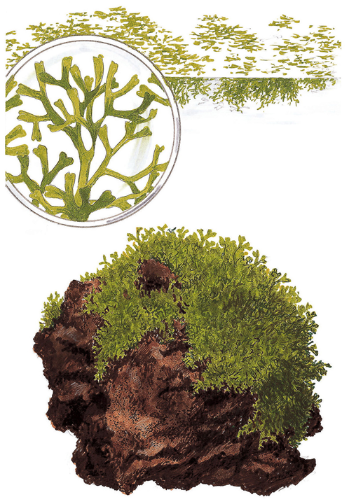 Riccia fluitans - Immersed Potted Plant