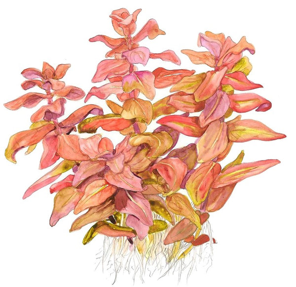 Rotala macrandra - Immersed Potted Plant