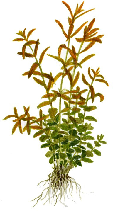 Rotala rotundifolia - Immersed Potted Plant
