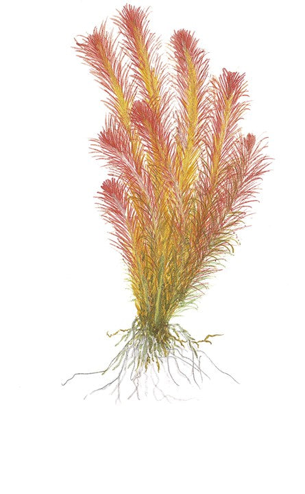 Rotala wallichii 'Red Pine' - Immersed Potted Aquarium Plant