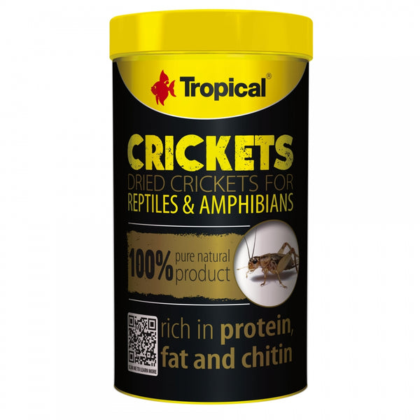 TROPICAL Crickets