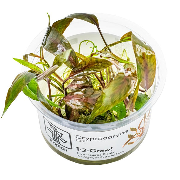 TROPICA Cryptocoryne nurii 'Rose Maiden'