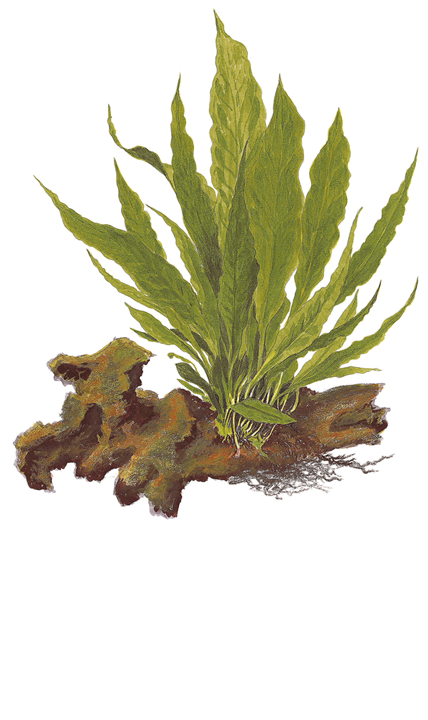 Microsorum pteropus ‘Broad Leaf’ Java Fern - Immersed Potted Plant