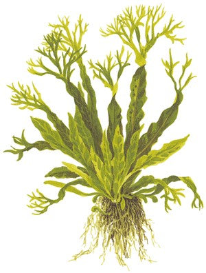Microsorum Pteropus ‘Windeløv’ Java Fern - Immersed Potted Plant