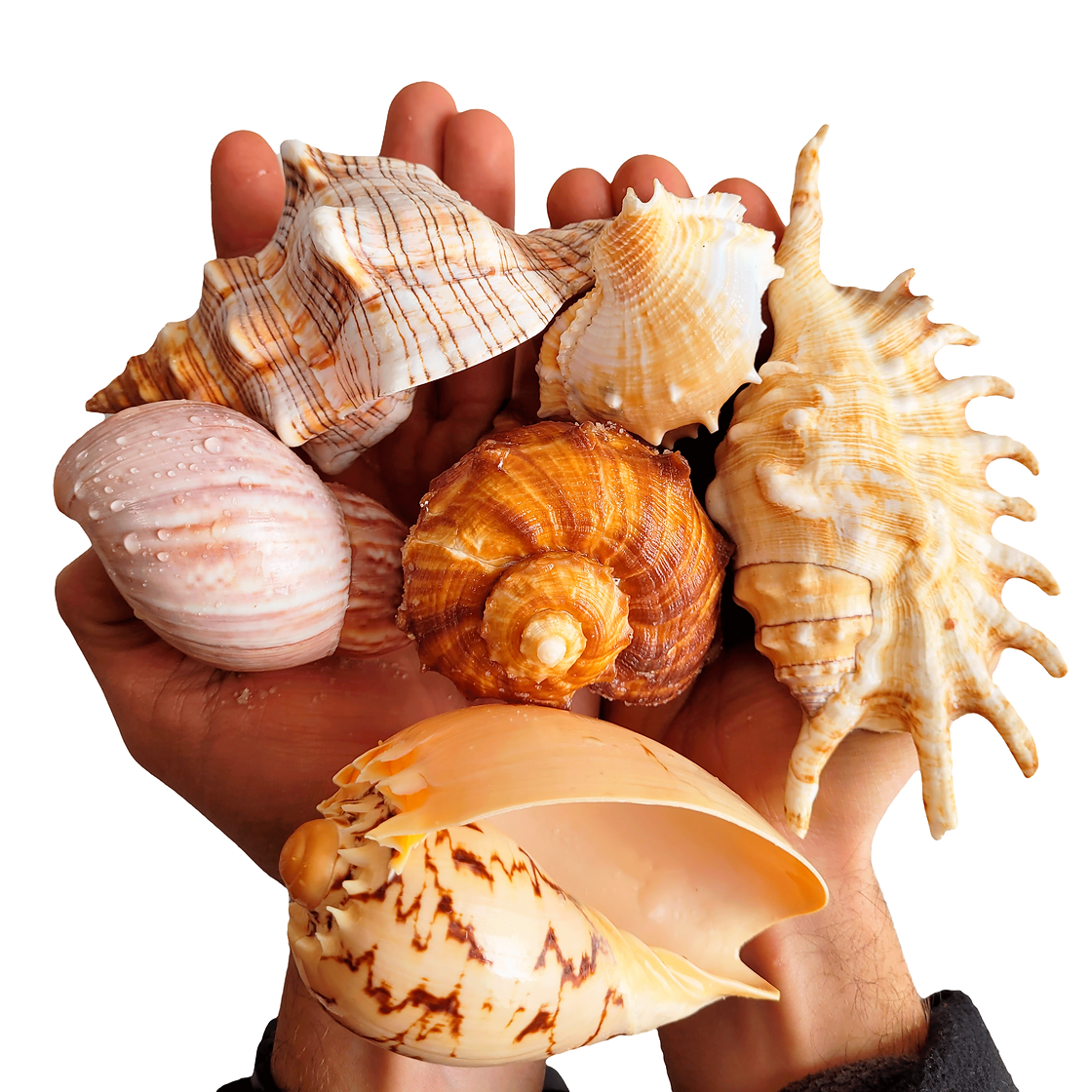 WIO Shell Shelter XL (5pcs) | Aquarium Inhabitants Well-Being – Aqua House
