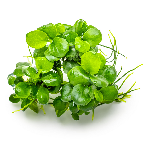 Anubias barteri nana 'Mini Coin'