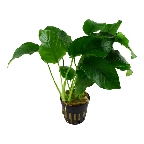 Anubias barteri