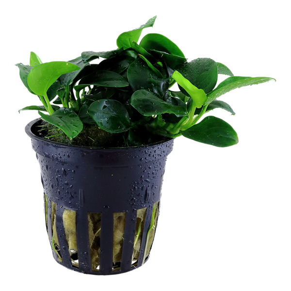 Anubias barteri nana 'Petite'