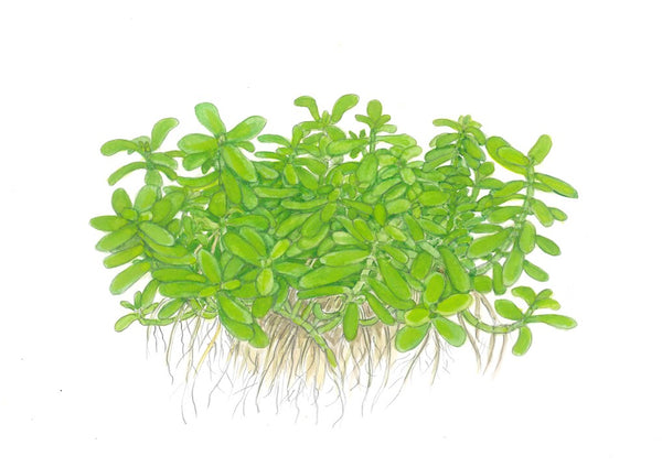 Bacopa monnieri 'Baby Tears' - Immersed Potted Plant