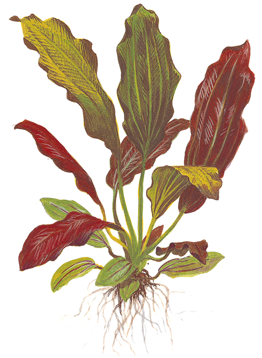 Echinodorus x 'Barthii' - Immersed Potted Plant