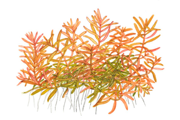 Rotala rotundifolia 'H'ra' - Immersed Potted Plant