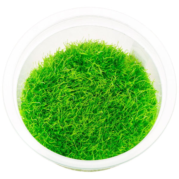 ADA Utricularia uliginosa