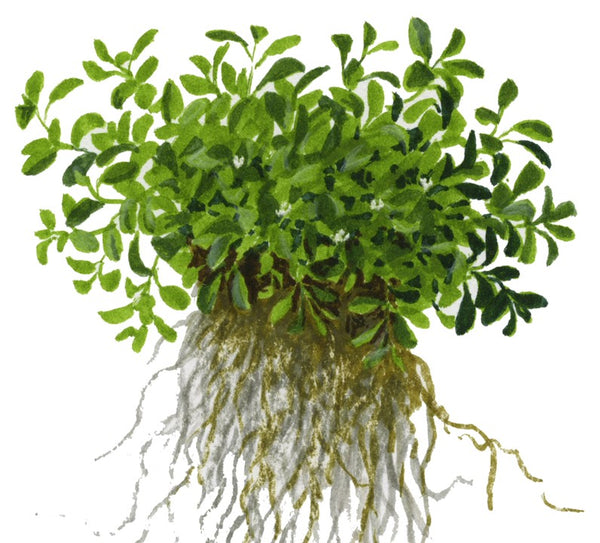 Glossostigma elatinoides - Immersed Potted Plant